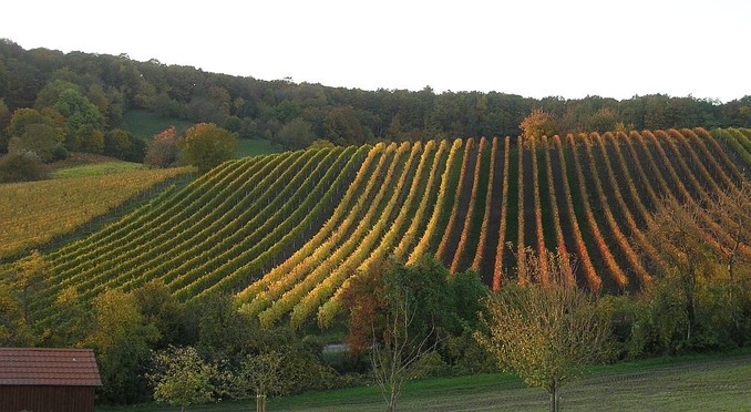 Weinberge im Herbst