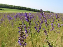 Wiesenkräuter