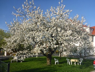 Ferienwohnung unter dem Kirschbaum