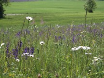 Wiesenkräuter