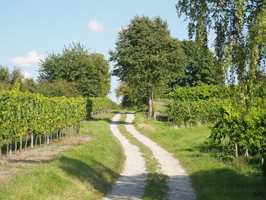 In den Weinbergen